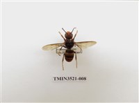 藏品(黃腳虎頭蜂)的圖片